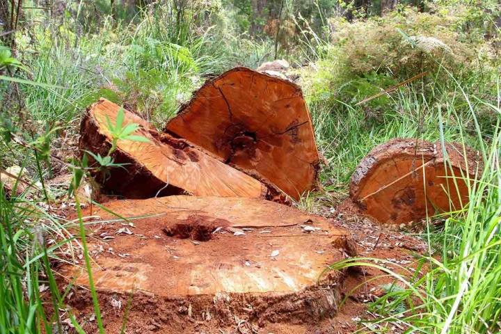 Raboter les souches en toute sécurité