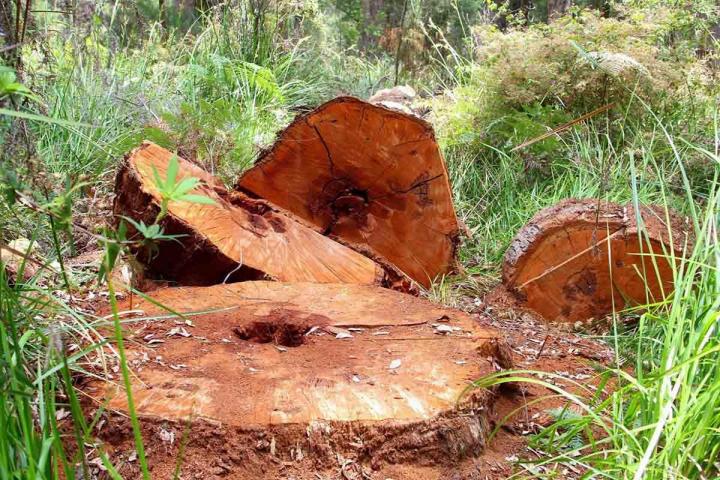 Travaux rabotage de souche Lyon